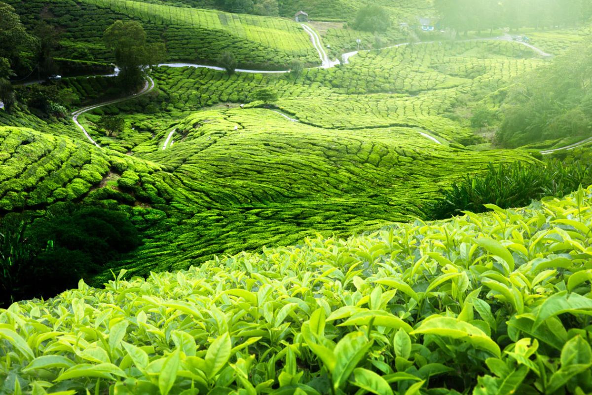 關於茶的30個事實